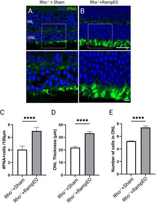 Preservation of vision by transpalpebral electrical stimulation in mice with inherited retinal degeneration